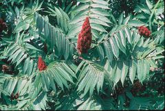 Staghorn sumac