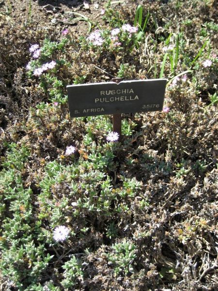 File:Ruschia pulchella-IMG 0517 hunt07.jpg