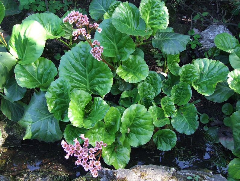 File:1018px-Bergenia crassifolia a1.jpg