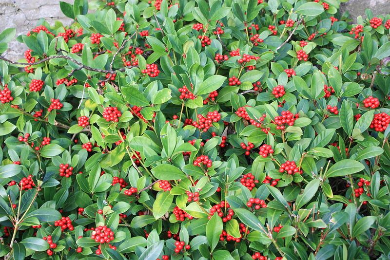 File:1024px-Cathedral Gardens, Armagh (04), November 2009.JPG