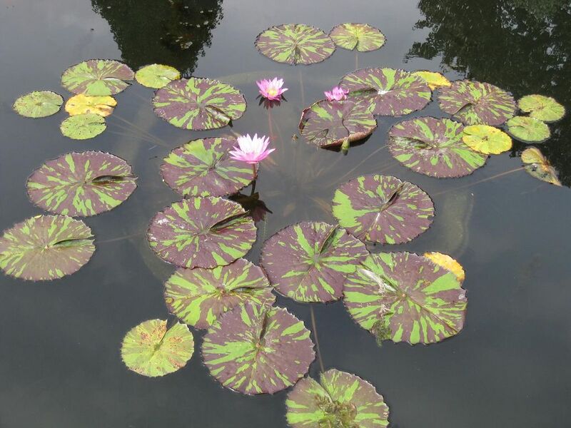 File:1024px-IMG 0759 bbg09.jpg