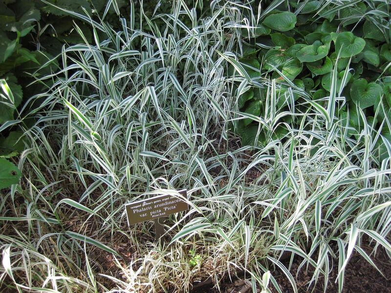 File:1280px-IMG 0246 nybg09.jpg