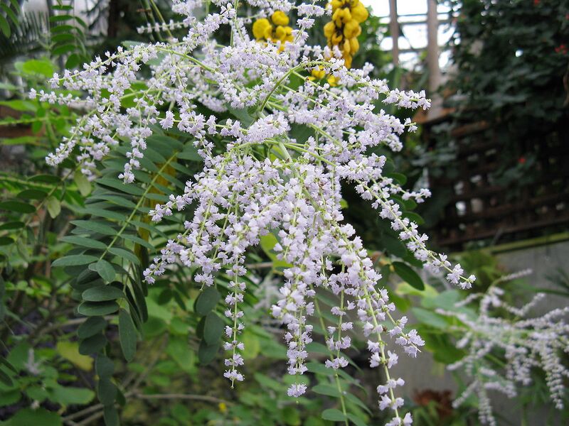 File:1280px-Iboza riparia1.jpg