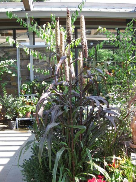 File:576px-IMG 0335 nybg09.jpg