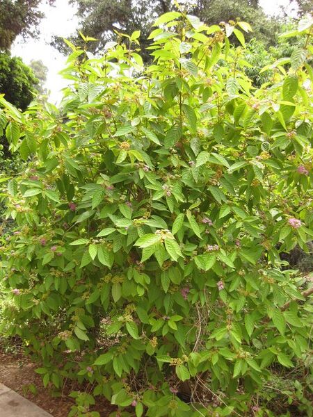 File:576px-IMG 7238 hunt09jun.jpg