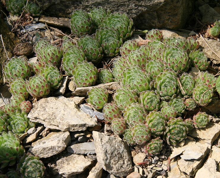 File:949px-Sempervivum ciliosum 01.jpg