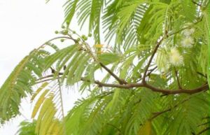 Anadenanthera colubrina Foliage and Flowers in Brazil, South America