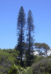Araucaria columnaris