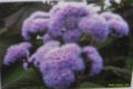Bartlettina sordida