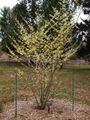 Flowering Hamamelis in the Colonial Park Arboretum and Gardens.