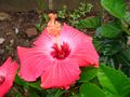 Pink hibiscus