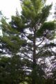 Thumbnail for version as of 14:17, 8 May 2007