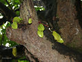 Fruit & Trunk