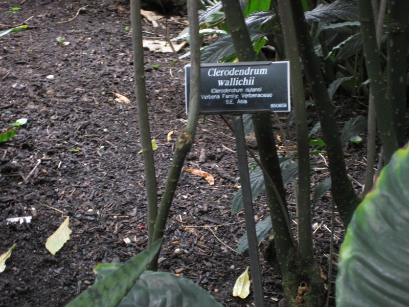 File:IMG 1110 bbg09.jpg