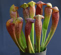 Thumbnail for version as of 08:21, 6 May 2007