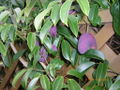 Thumbnail for version as of 23:59, 28 November 2009