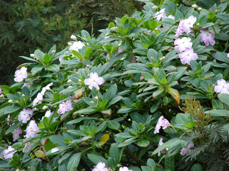 File:Starr 061205-1896 Impatiens sodenii.jpg