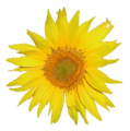 Sunflower (French:Tournesol) from MediaWiki logo