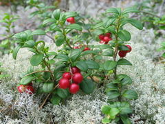 Foliage and fruit of var. vitis-idaea