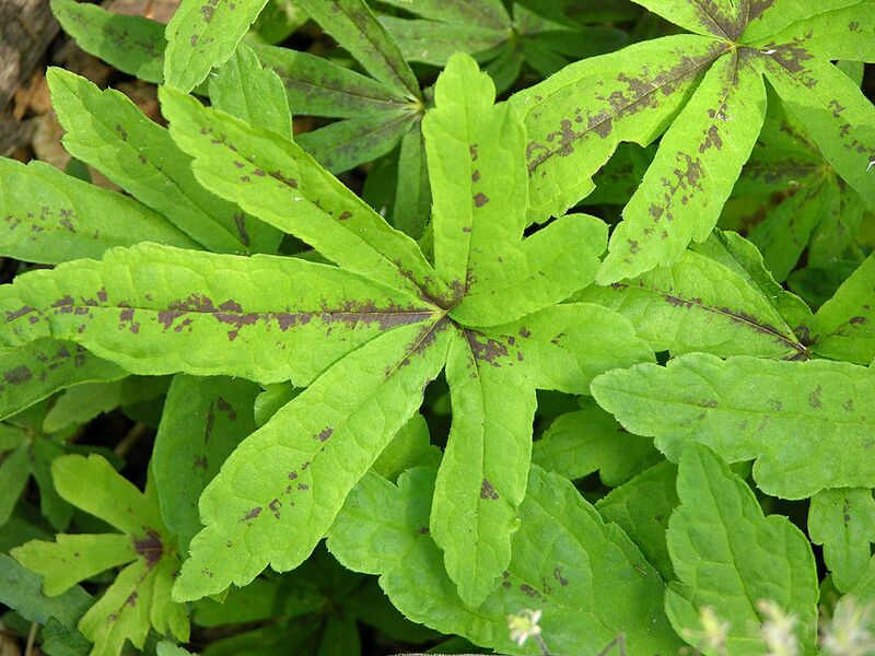 File:1024px-Foam Flower Tiarella cordifolia 'Oak Leaf' Leaves 3264px.jpg
