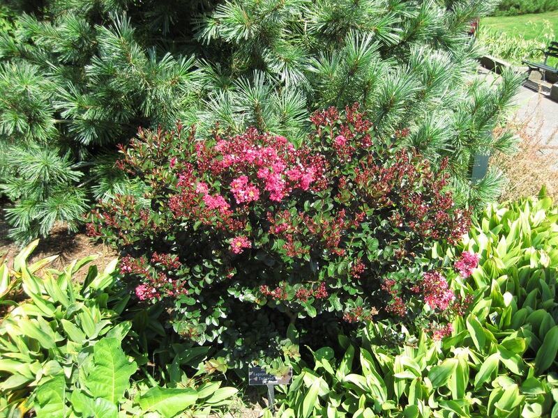 File:1024px-IMG 0309 nybg09.jpg