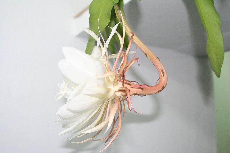 File:1024px-Nishagandhi side view.jpg