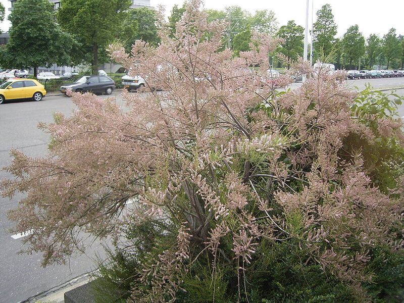 File:1024px-Tamarix gallica struik.jpg