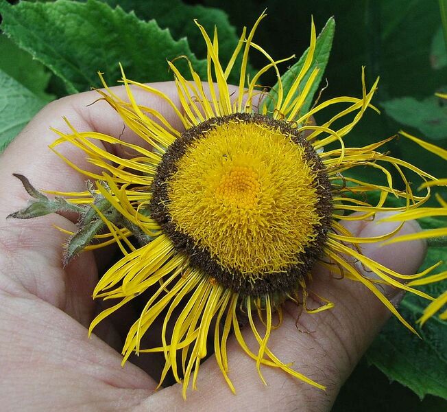File:1113px-Telekia.speciosa.flower.2.jpg