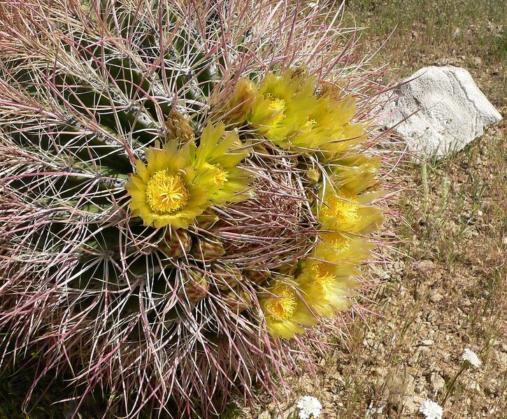 File:1239px-Ferocactus cylindraceus 1.jpg