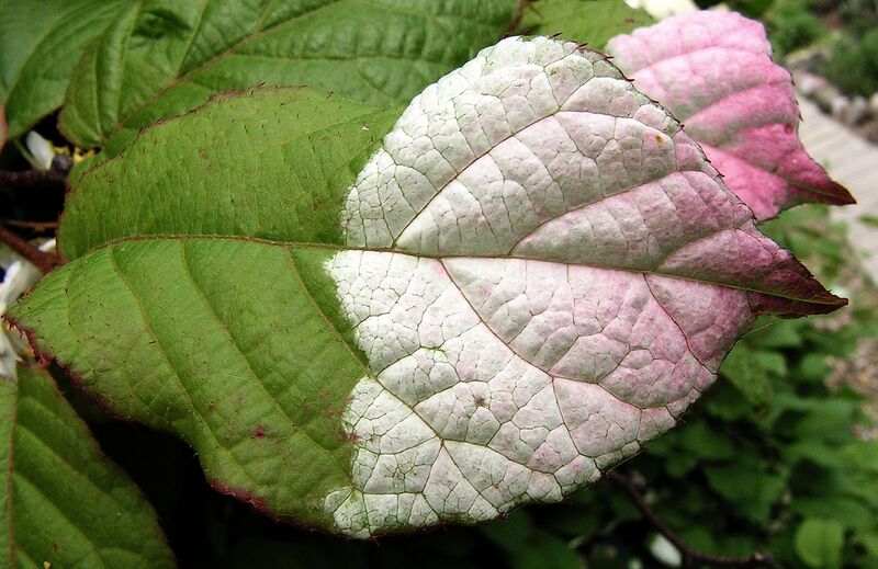 File:1280px-Actinidia kolomikta20090613 032.jpg