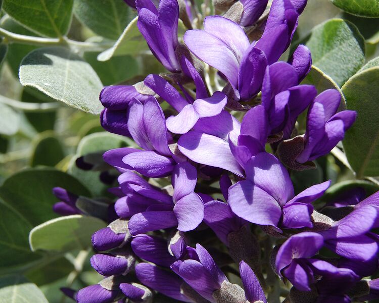 File:1280px-Calia secundiflora flowers.jpg