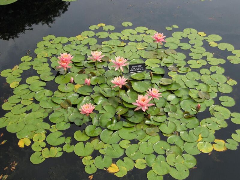 File:1280px-IMG 0874 bbg09.jpg