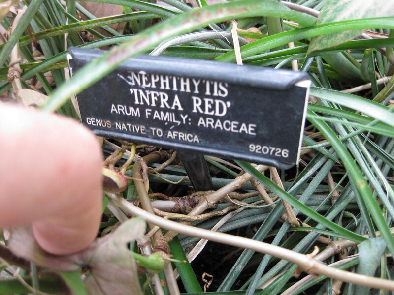 File:1280px-IMG 1019 bbg09.jpg