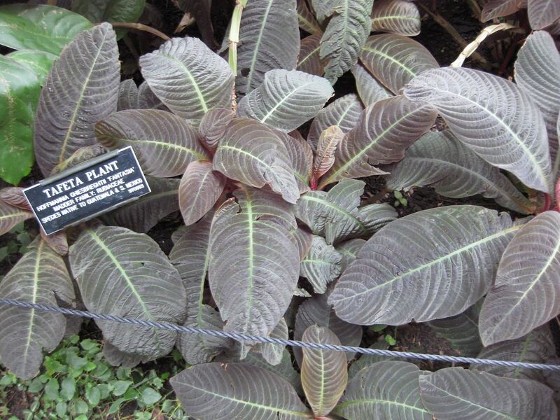 File:1280px-IMG 1092 bbg09.jpg