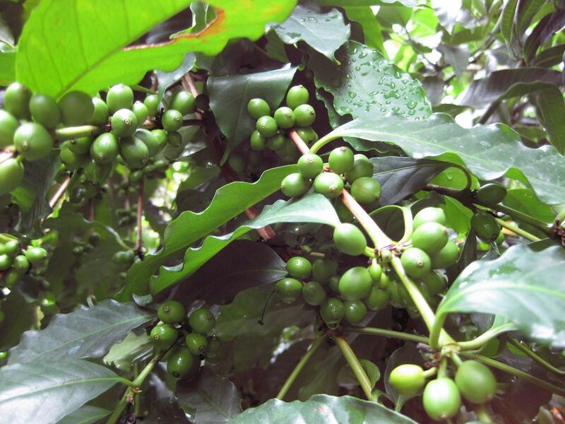 File:1280px-IMG 1138 bbg09.jpg