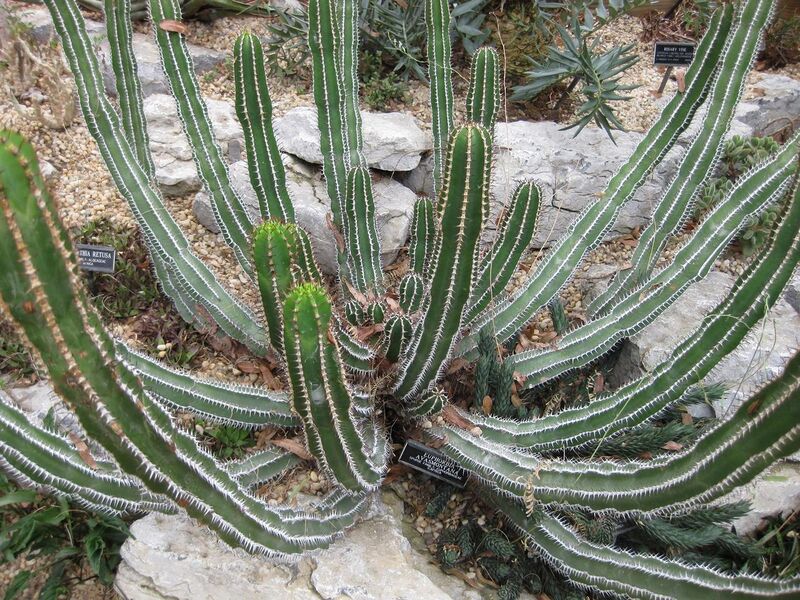 File:1280px-IMG 1269 bbg09.jpg