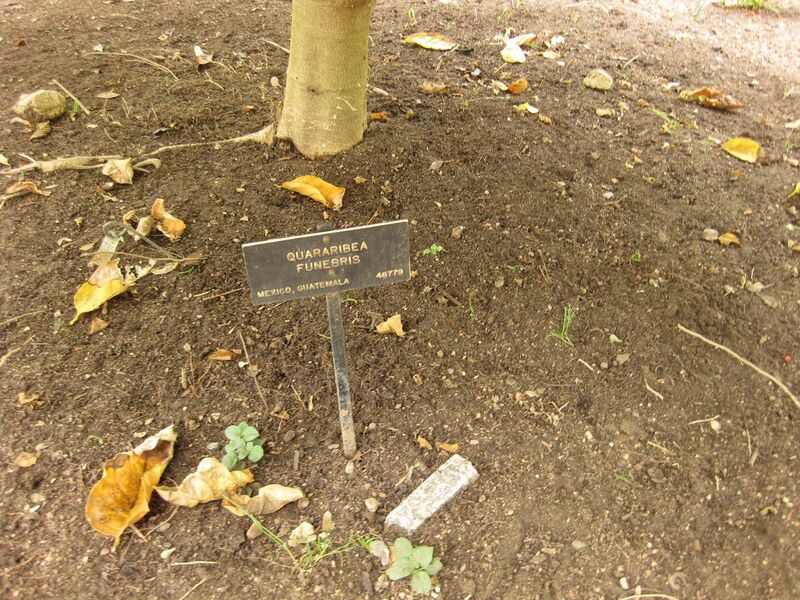 File:1280px-IMG 7048 hunt09jun.jpg