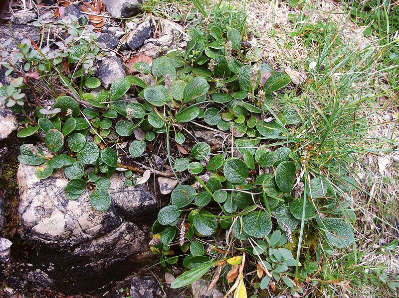 File:1280px-Salix reticulata 030905.jpg
