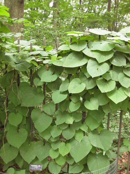 File:576px-IMG 1445 bbg09.jpg