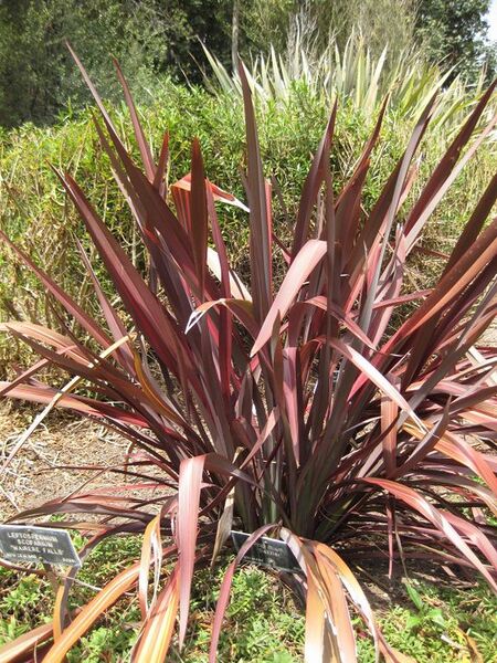 File:576px-IMG 4497 hunt0904.jpg