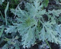 Silver Burr Ragweed Ambrosia chamissonis