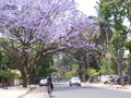 Jacaranda in full bloom