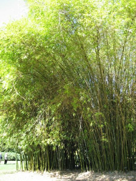 File:Bambusa tuldoides-punting pole bamboo-IMG 0569 hunt07.jpg