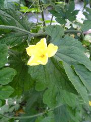 Momordica charantia