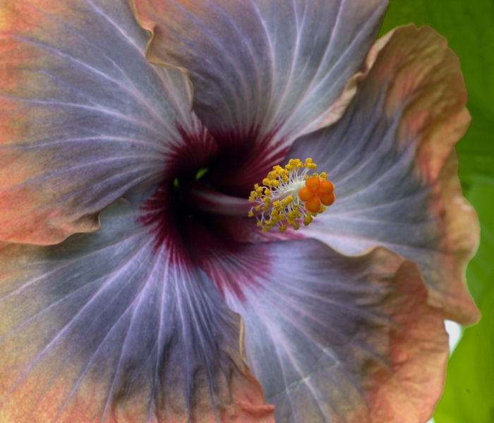 File:Hibiscus purple cream-2036.jpg
