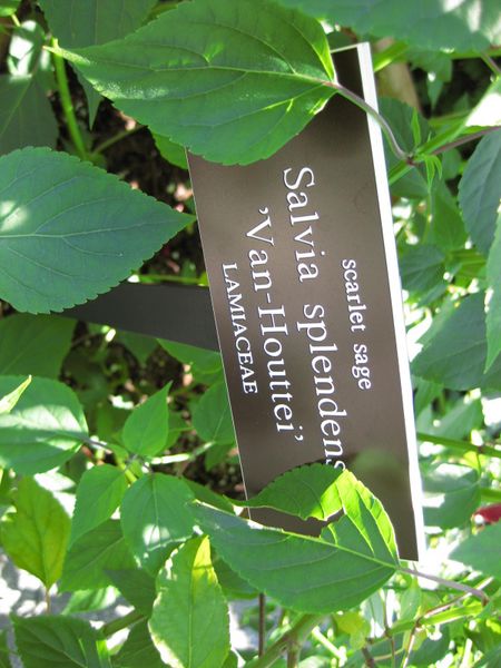 File:IMG 0079 nybg09.jpg