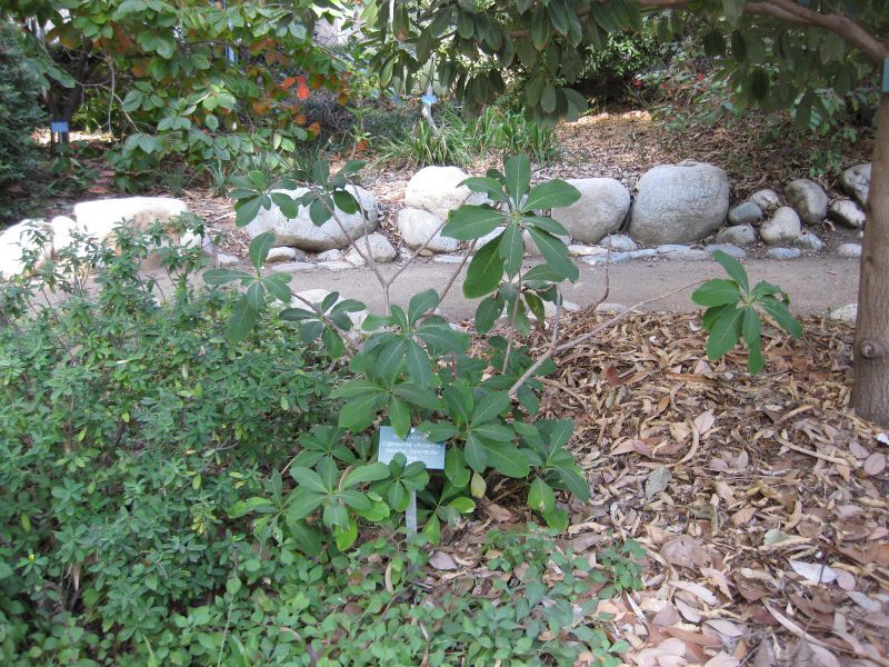 File:IMG 2440 ucla09.jpg