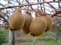 Thumbnail for version as of 17:33, 13 March 2009