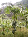 Papaya tree