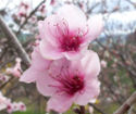 Peach blossom